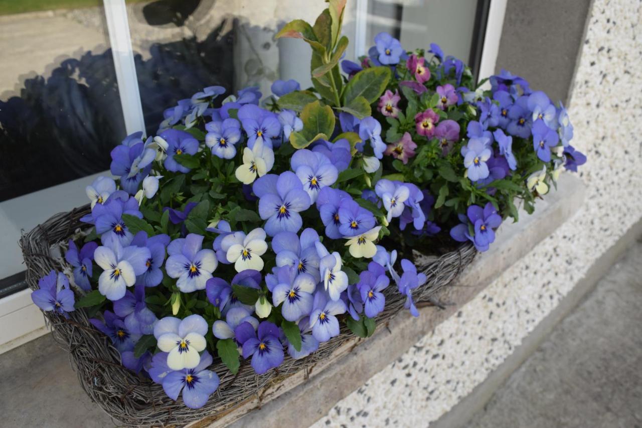Orchard Grove Bed & Breakfast R21Rc58 Bagenalstown 외부 사진